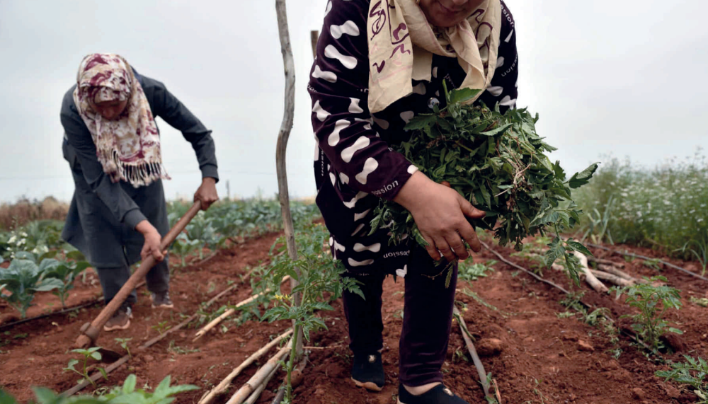 Pluies abondantes : un choc de croissance pour l’économie marocaine